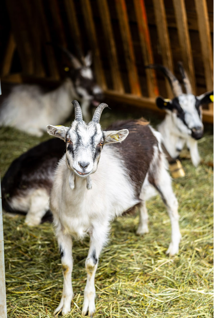 Unsere Tiere